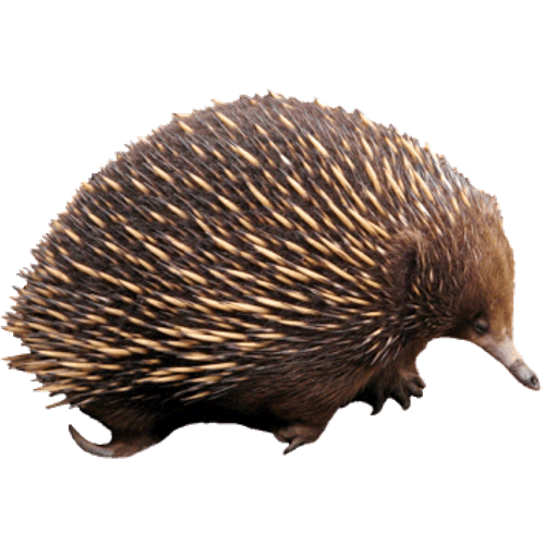 Австралийская ехидна