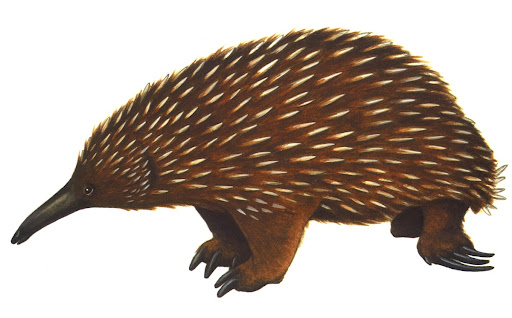 Ехидна для детей