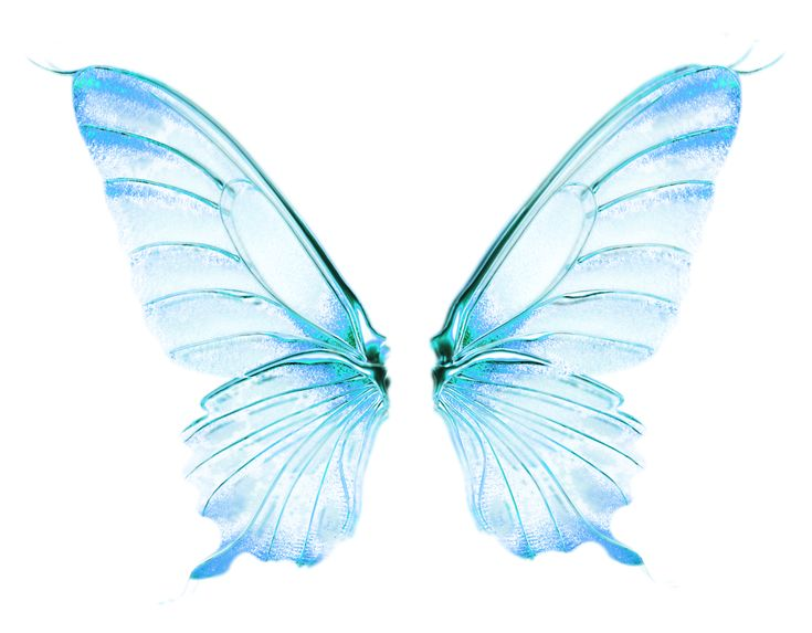 Красивые бабочки на прозрачном фоне