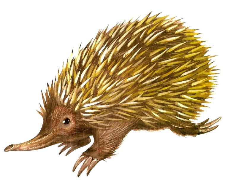 Ехидна в Австралии