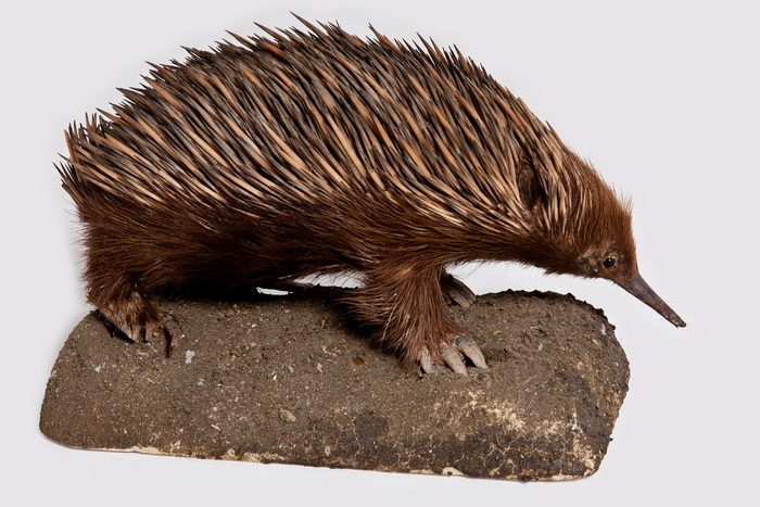 Однопроходные млекопитающие