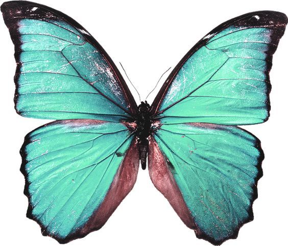 Бирюзовые бабочки на белом фоне