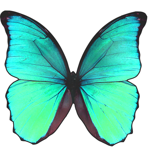 Бабочки цветные
