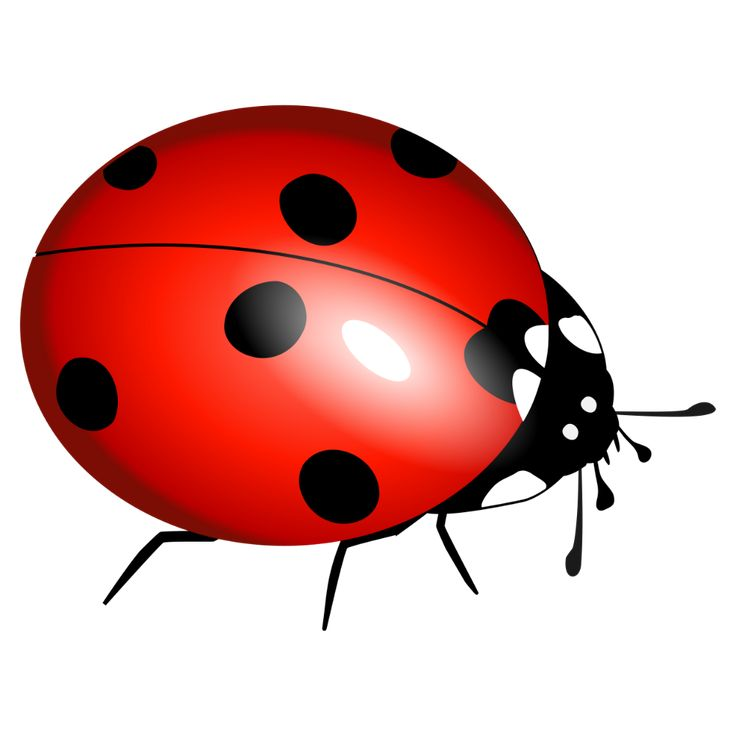 Божьи коровки