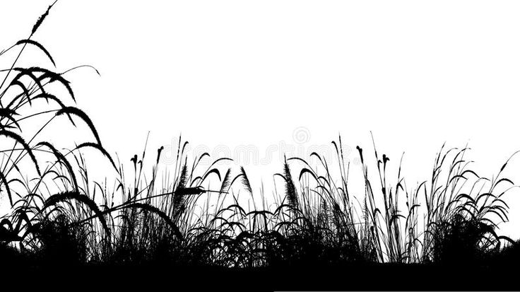 Силуэты трав и цветов