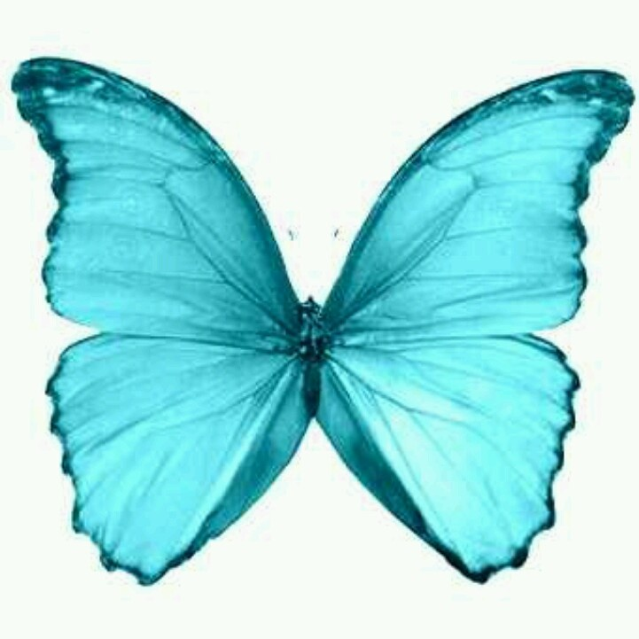 Бабочка бирюзового цвета
