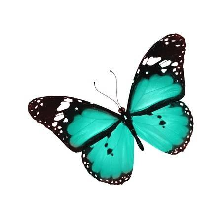 Лазурная бабочка на белом фоне