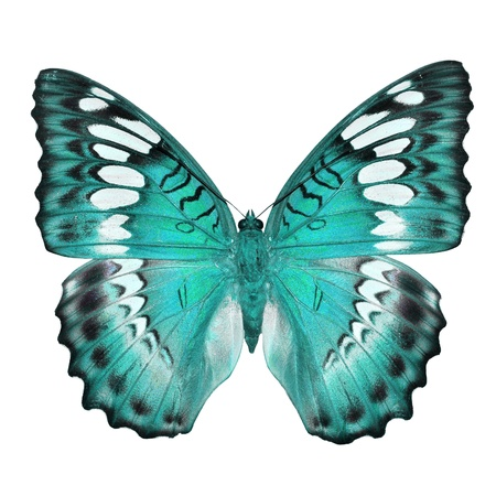 Бирюзовые бабочки на белом фоне