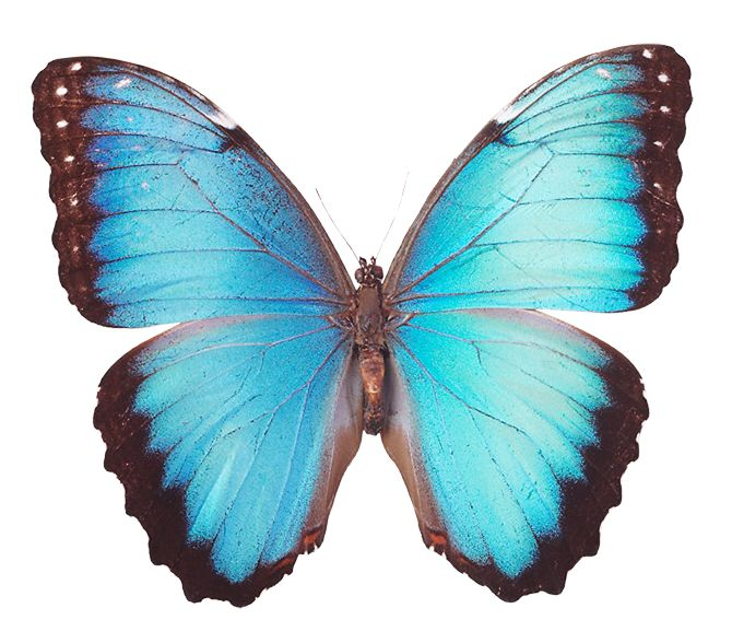 Бабочка Морфо Пелеида