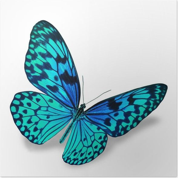 Бирюзовые бабочки на белом фоне