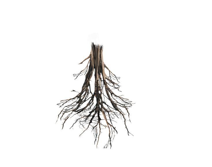 Корни без фона