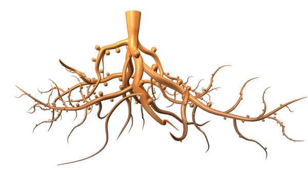 Корень растения для детей