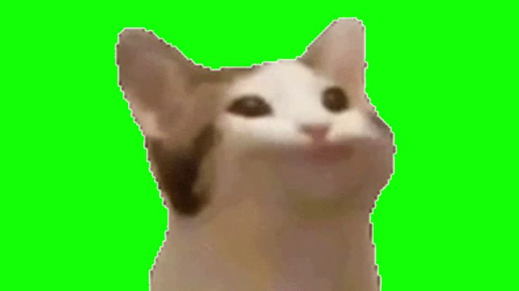 Pop Cat хромакей