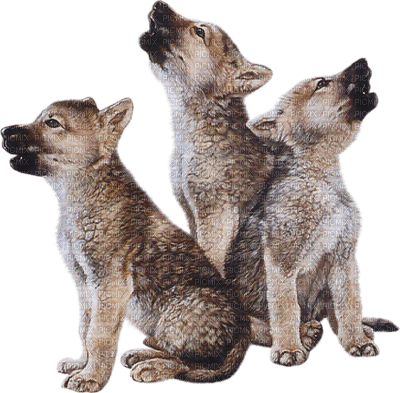 Волчонок для детей