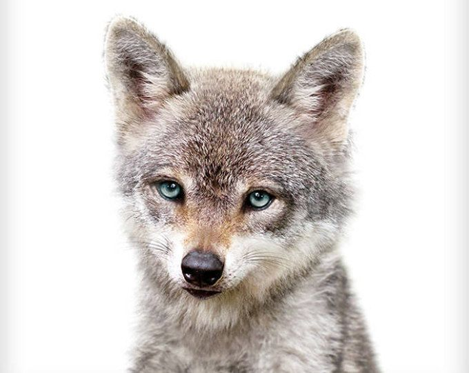 Волчонок без фона