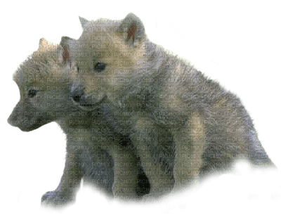 Про маленького волчонка