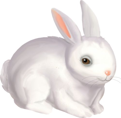 Белый зайчик для детей