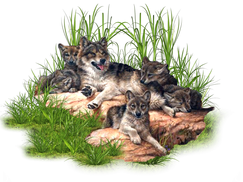 Волчья семья