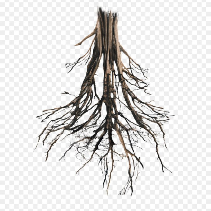 Корешок дерева