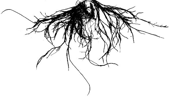 Корни на прозрачном фоне