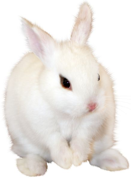 Кролик на прозрачном фоне