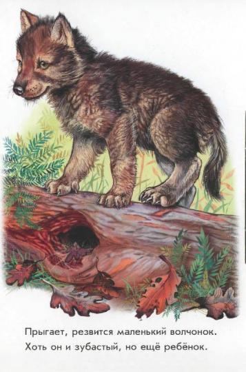 Изображение волка для детей