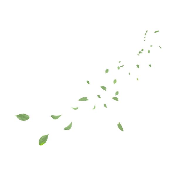 Зеленые листья на прозрачном фоне