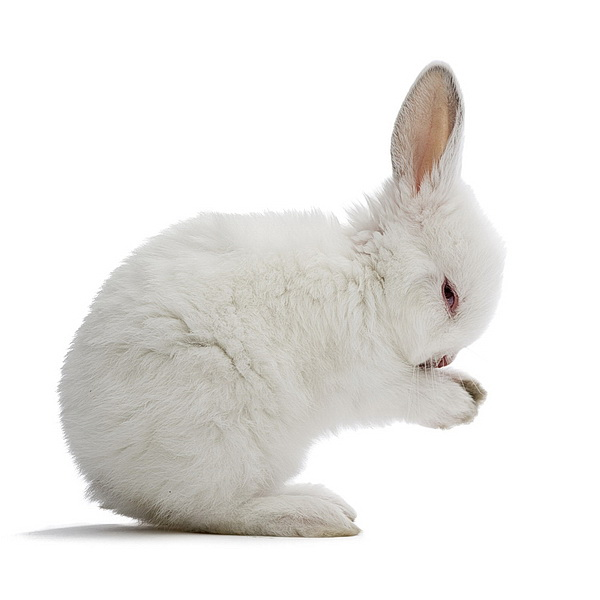 Заяц на белом фоне