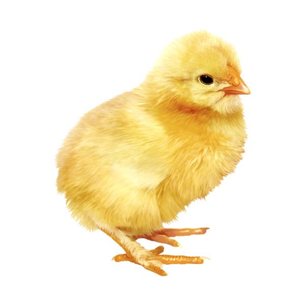 Цыпленок на прозрачном фоне
