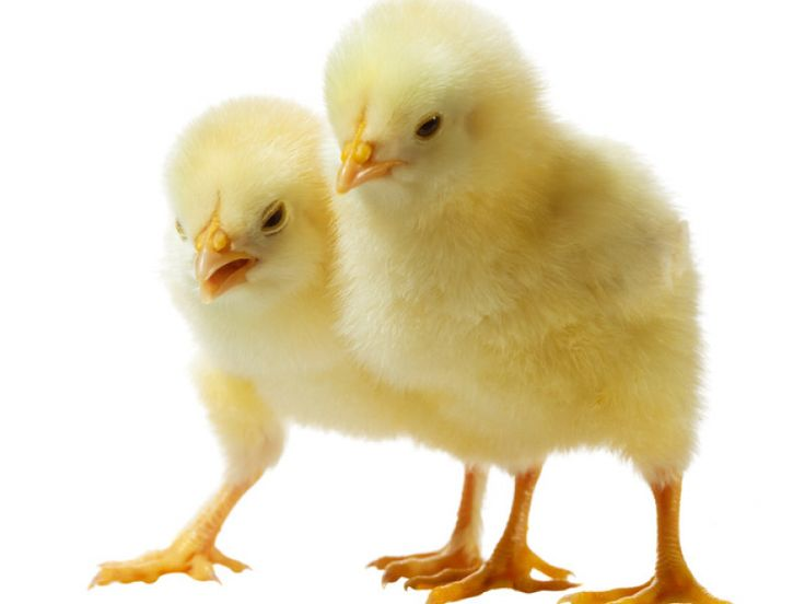 Цыпленок на белом фоне