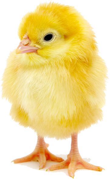 Цыпленок на прозрачном фоне