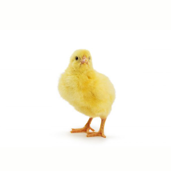 АРБОР АЙКРЕС бройлер