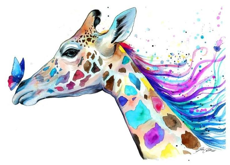 Жирафы на белом фоне