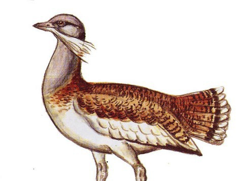 Изображение птицы Дрофы