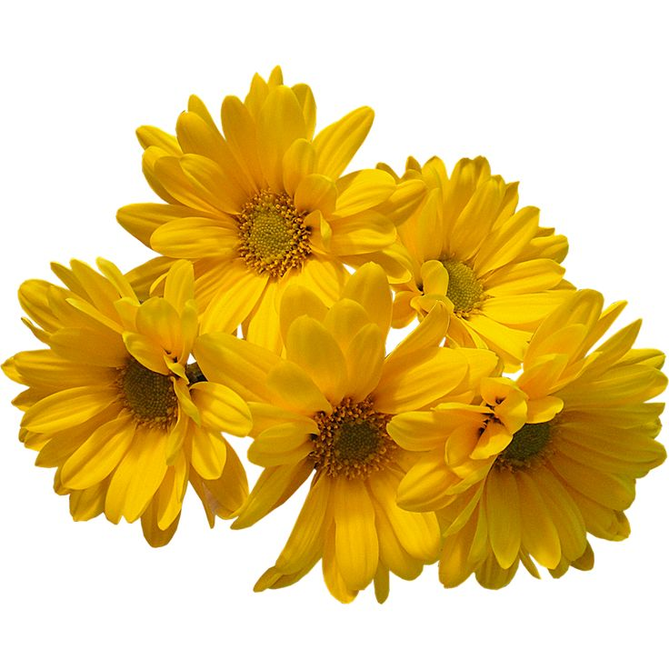 Цветы без фона