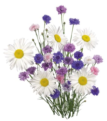 Полевые цветы на прозрачном фоне