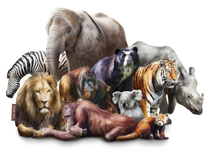 Дикие животные