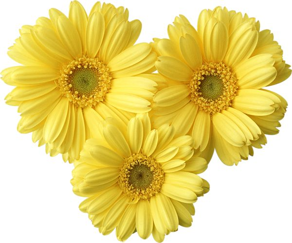 Цветы без фона