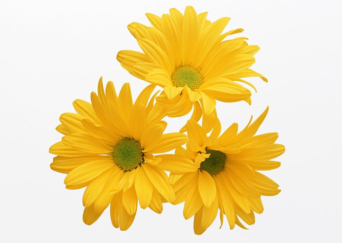 Хризантема желтая Ромашка