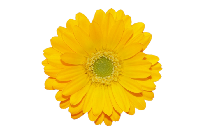 Цветы без фона