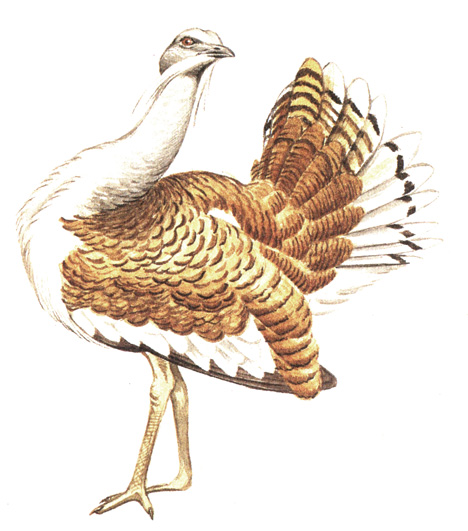 Дрофа рисунок