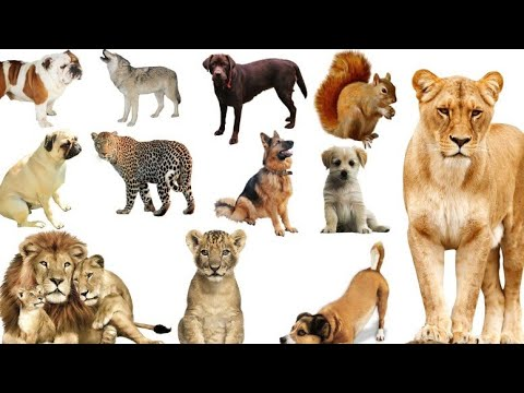 Несколько животных на одной картинке