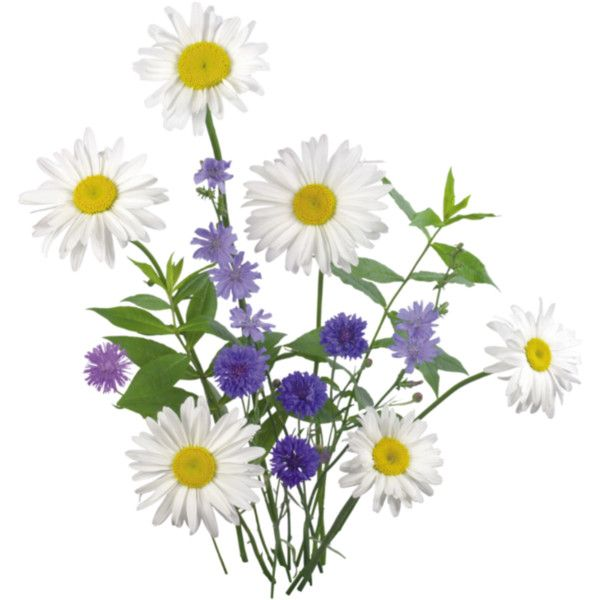 Букет полевых цветов