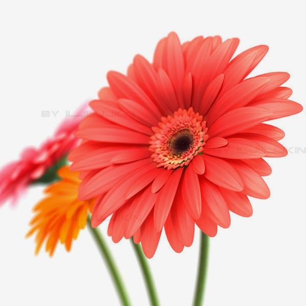 Гербера Cubanita