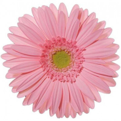 Гербера трансваальская Маргаритка