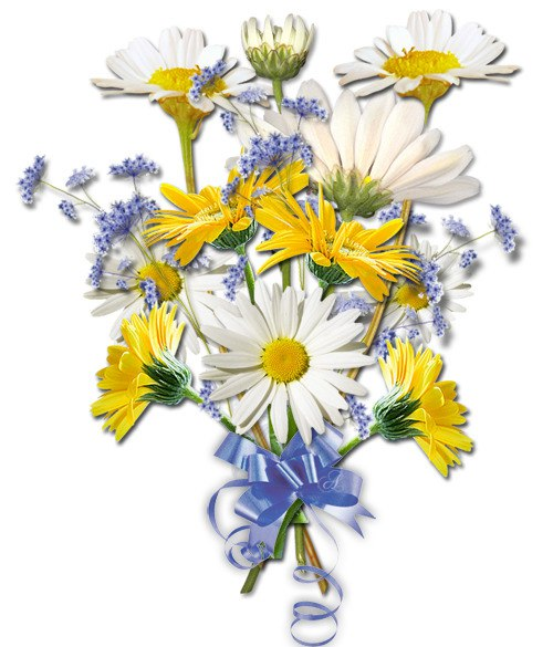 Букет ромашек на прозрачном фоне