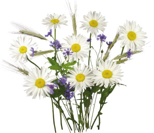 Ромашки Дейзи Флауэр