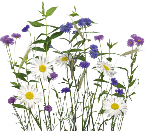 Chrysanthemum lavandulifolium