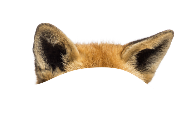 Лисьи уши на белом фоне