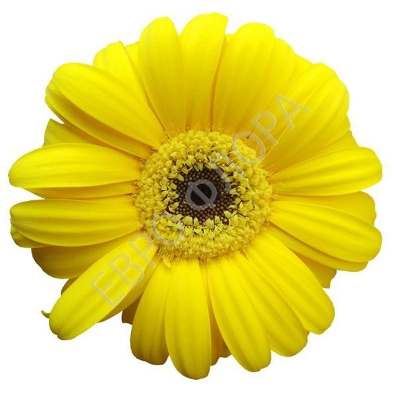 Жёлтый цветок